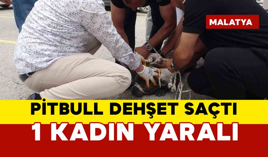Pitbull dehşet saçtı: 1 kadın yaralandı