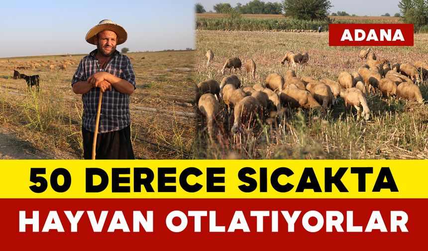 50 Derece Sıcakta Hayvan Otlatıyorlar