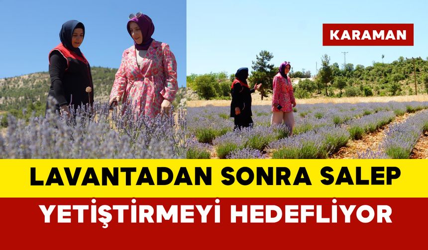 Lavantadan sonra salep yetiştirmeyi hedefliyor