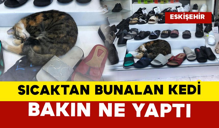 Sıcaktan bunalan kedi bakın ne yaptı