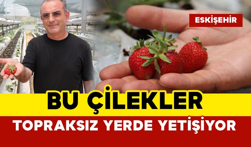 Topraksız yerde dekarda 30 bin çilek yetişiyor