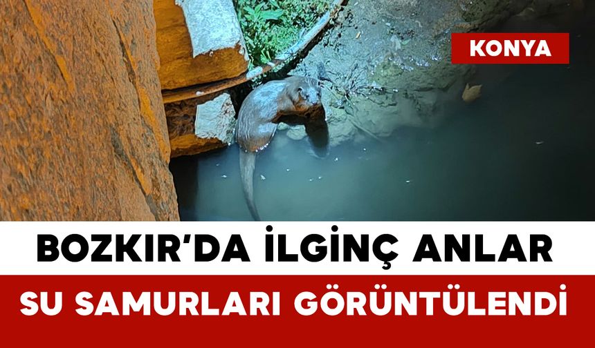 Bozkır'da su samurları yeniden görüldü