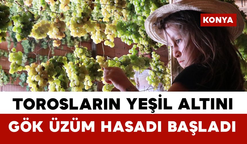 Konya'da Torosların yeşil altını "gök üzüm" hasadı başladı