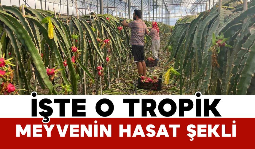 Seralarda ejder meyvesi hasadı başladı