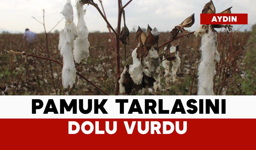 Dolu bu sefer pamuk tarlasını vurdu