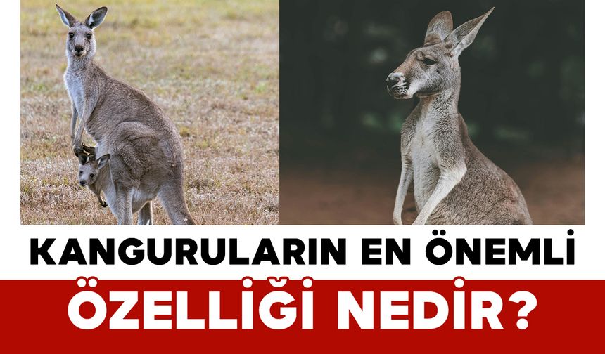 Kanguruların en önemli özelliği nedir?