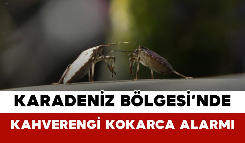 Karadeniz Bölgesi’nde Kahverengi Kokarca Alarmı