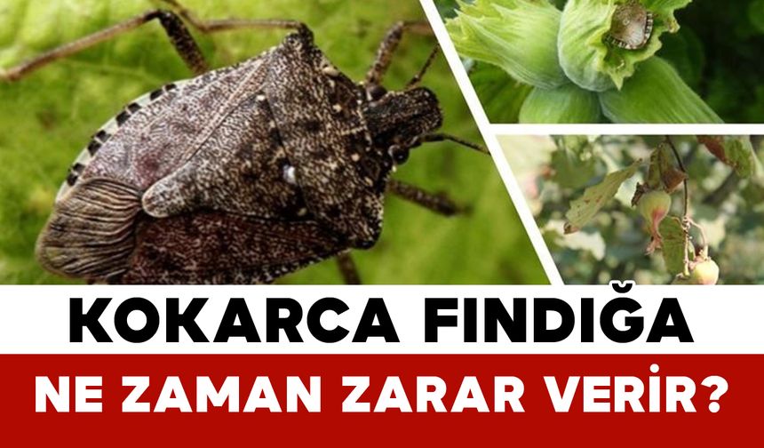 Kokarca Fındığa Ne Zaman Zarar Verir?