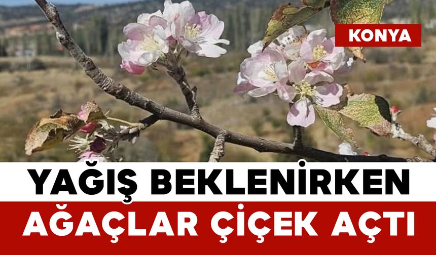 Yağış Beklenirken Ağaçlar Çiçek Açtı