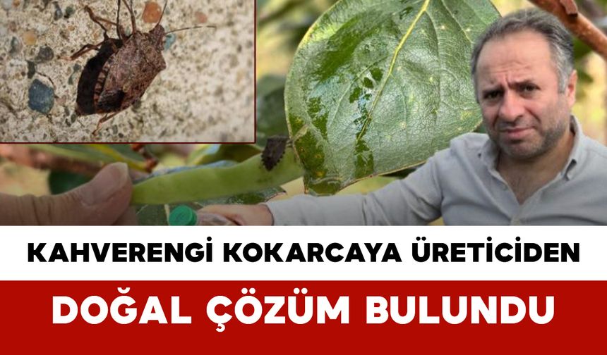 Kahverengi Kokarcaya Üreticiden Doğal Çözüm Bulundu