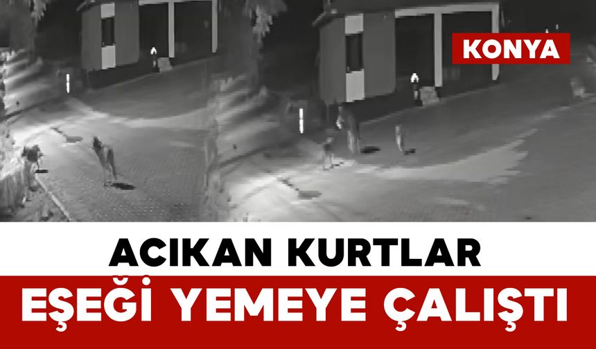 Aç kalan kurtlar mahalleye inerek eşeği yemeye çalıştı