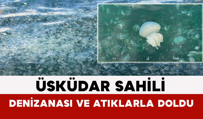 Üsküdar Sahili Denizanası ve Atıklarla Doldu