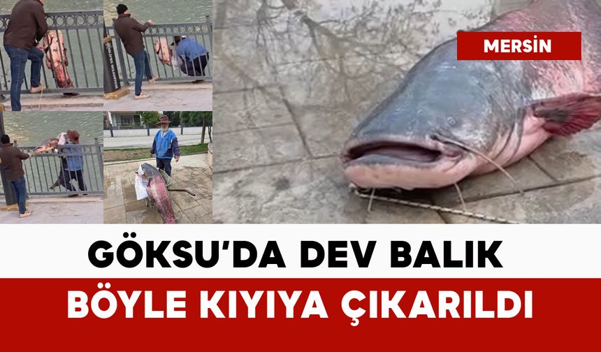 Göksu'da dev balık böyle kıyıya çıkarıldı