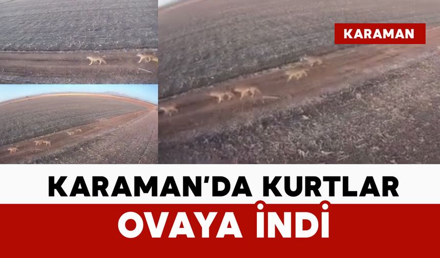Karaman’da aç kalan kurtlar ovaya indi