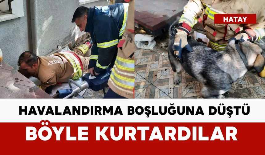 Havalandırma boşluğuna düşen köpek kurtarıldı