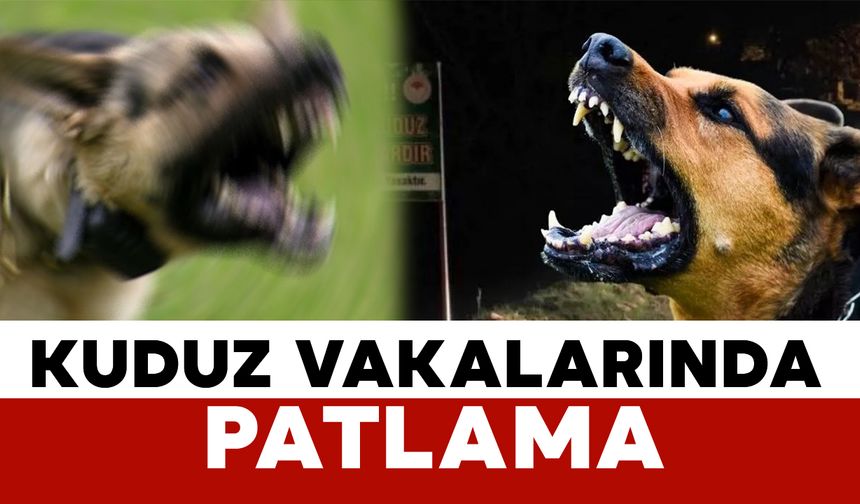 İstanbul Valiliği’nden “Kuduz Vakalarında Patlama” İddialarına Yalanlama