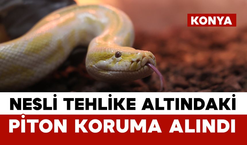 Nesli tehlike altındaki piton Konya'da koruma altına alındı