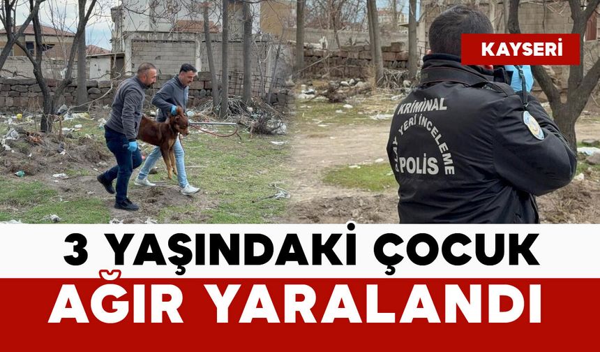 Başıboş köpekler saldırdı: 3 yaşındaki çocuk ağır yaralı