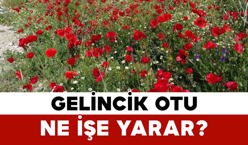 Gelincik otu ne işe yarar?