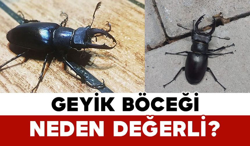Geyik böceği neden değerli?
