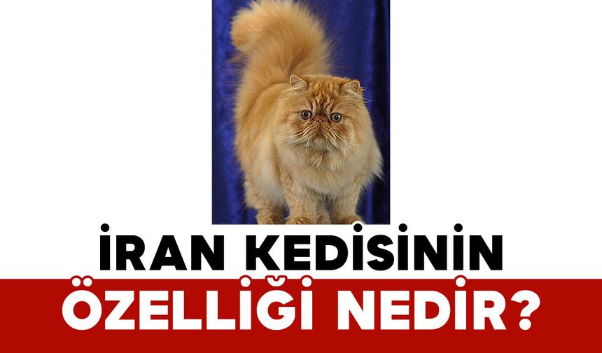 İran kedisinin özelliği nedir?