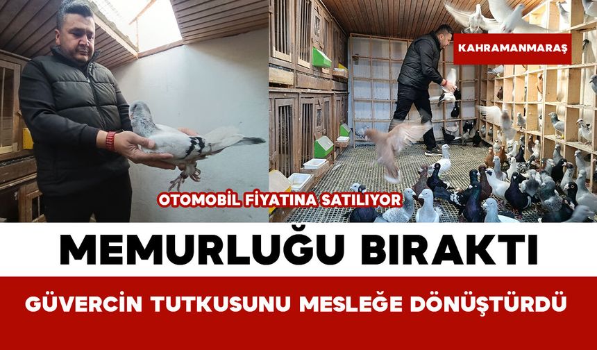 Memurluğu Bıraktı Güvercin Tutkusunu Mesleğe Dönüştürdü