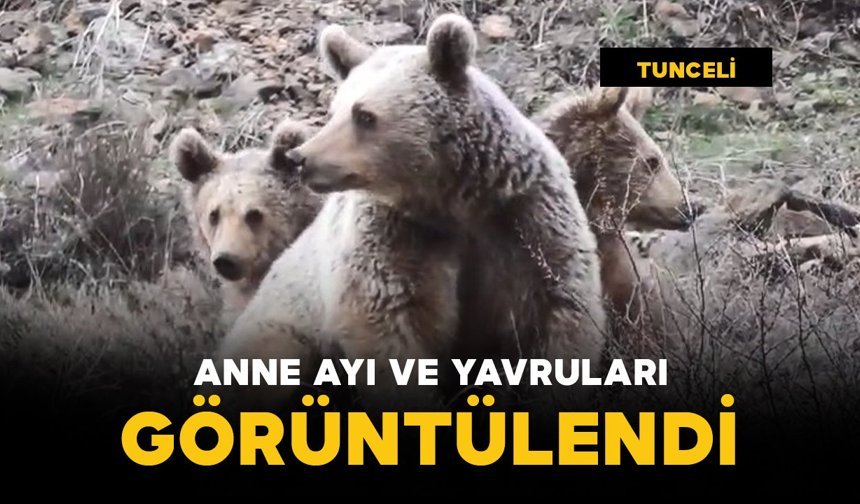 Anne ayı ve yavruları görüntülendi