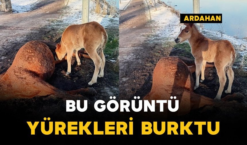 Bu görüntü yürekleri burktu