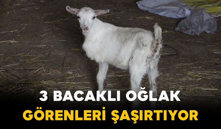 3 bacaklı oğlak görenleri şaşırtıyor