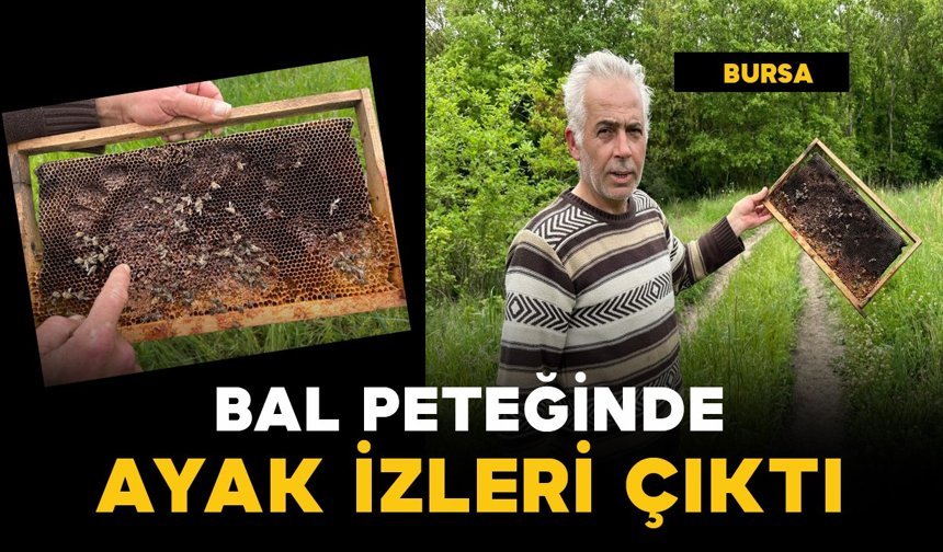 Bal peteğindeki ayak izleri ayıları ele verdi