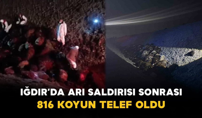 Iğdır’da Arı Saldırısı Sonrası Büyük Kayıp: 816 Koyun Telef Oldu