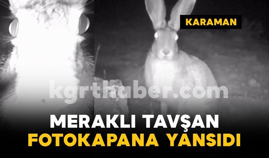 Karaman’da fotokapana yansıyan meraklı tavşan gülümsetti