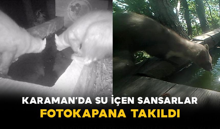 Karaman’da Su İçen Sansarlar Fotokapana Takıldı