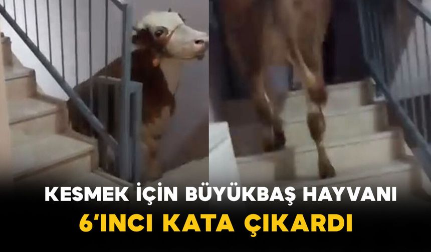 Kurbanlık şaşkınlığı: Büyükbaş hayvanı 6. kata çıkardılar