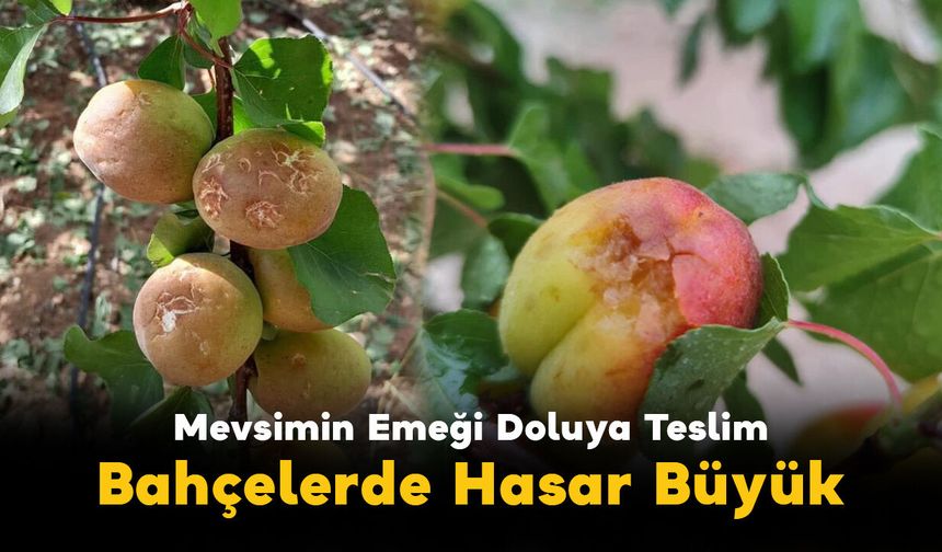 Mevsimin Emeği Doluya Teslim