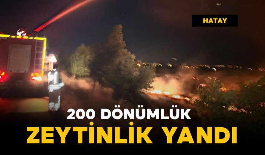 200 dönüm zeytinlik yangında zarar gördü