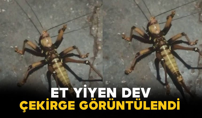 Elazığ’da et yiyen dev çekirge görüntülendi