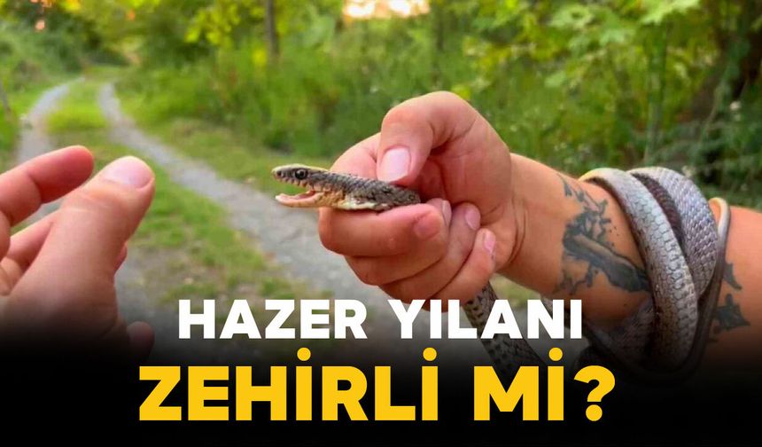 Hazar Yılanı Zehirli mi?