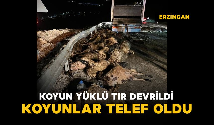 Koyun yüklü tır devrildi: koyunlar telef oldu