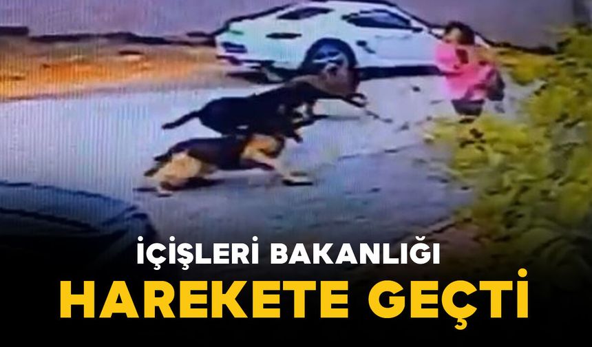 Sokak köpeklerinin saldırısı sonrası İçişleri Bakanlığı harekete geçti: 3 başkana soruşturma izni