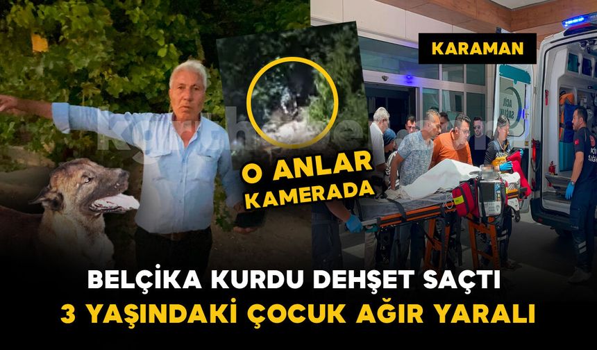 Karaman'da Belçika kurdu dehşeti: 3 yaşındaki çocuk ağır yaralandı