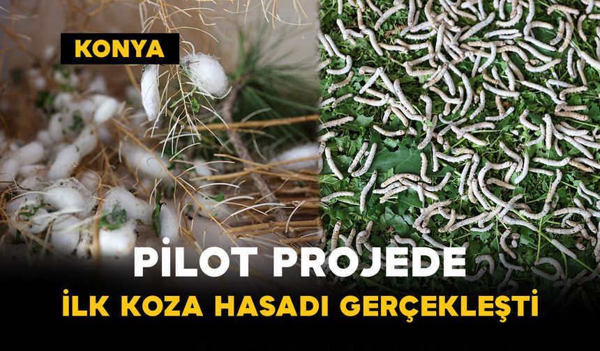 Pilot Projede İlk Koza Hasadı Gerçekleşti