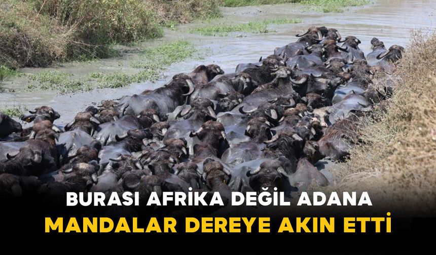 Burası Afrika Değil Adana: Mandalar Dereye Akın Etti