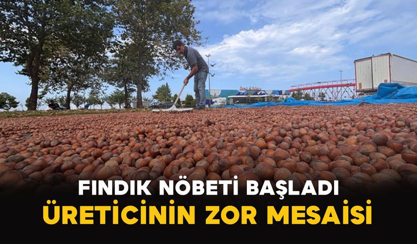 Fındık Nöbeti Başladı: Üreticinin Zor Mesaisi
