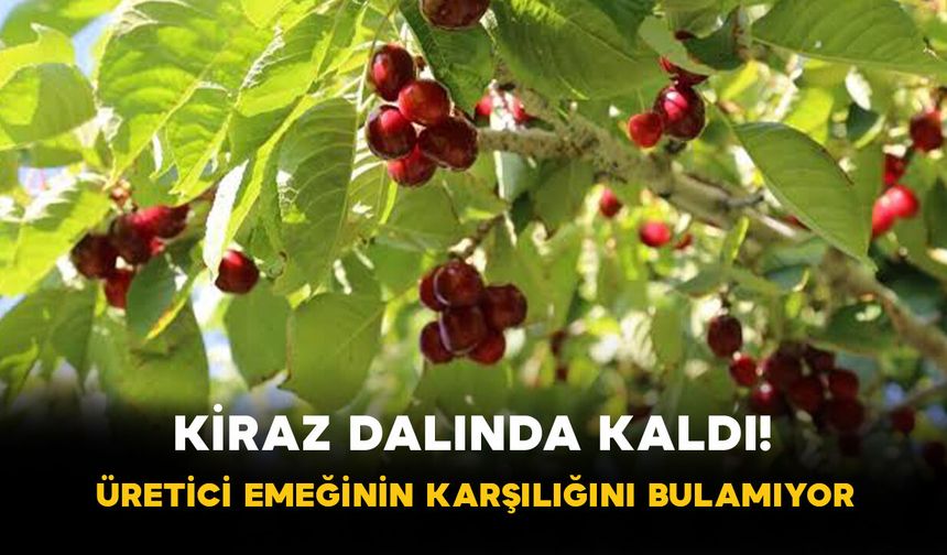 Kiraz Dalında Kaldı! Üretici Emeğinin Karşılığını Bulamıyor
