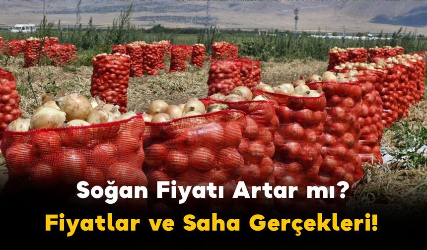 Soğan Fiyatı Artar mı, Üretici Zarar mı Ediyor? Fiyatlar ve Saha Gerçekleri!