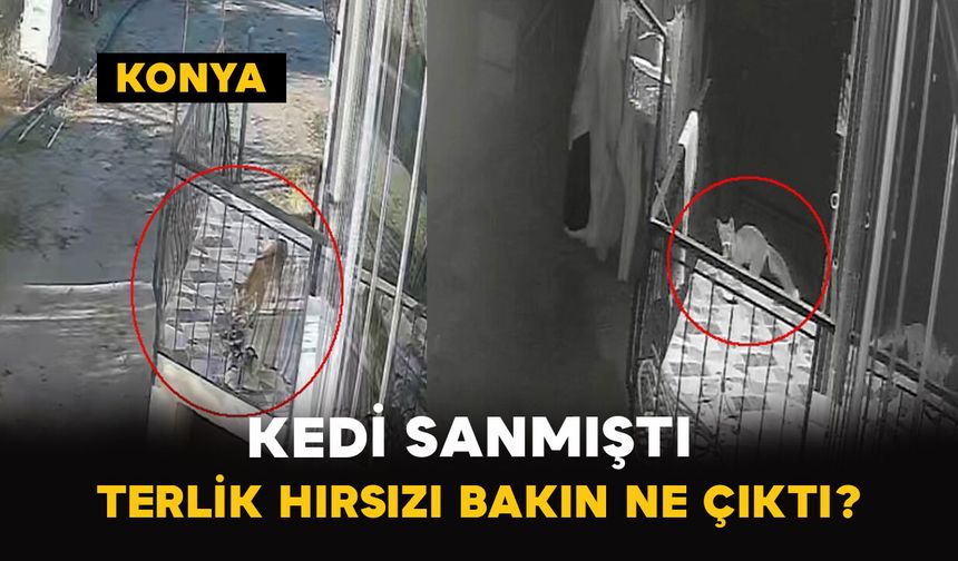 Kedi Sanmıştı Terlik Hırsızı Tilki Çıktı