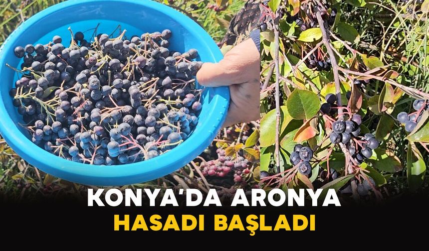 Konya’da aronya hasadı başladı
