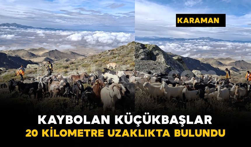 Karaman’da kaybolan 84 küçükbaş hayvan 20 kilometre uzaklıkta bulundu