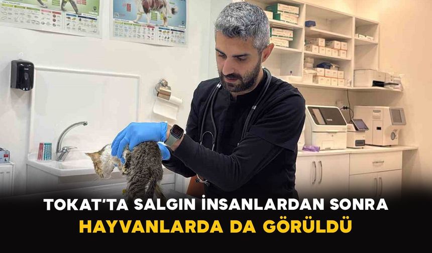 Tokat’ta salgın: İnsanlardan sonra hayvanlarda da görüldü
